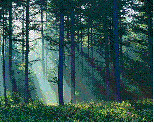 Light through Tree